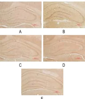 Fig. 9. Representive microphotographs of coronal 