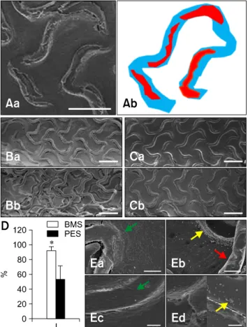 Fig. 4. Scanning electron microscopy photographs of BMS and  PES in rat aorta. (A) Representation of strut area (blue) and  uncovered area (red)