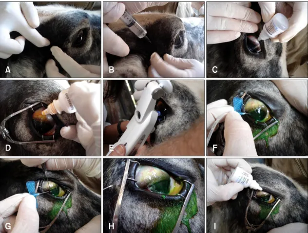 Fig. 3. In vivo study in cattle. (A) Auriculopalpebral nerve block localization. (B) Local anesthesia with 10 mL of 2% lidocaine