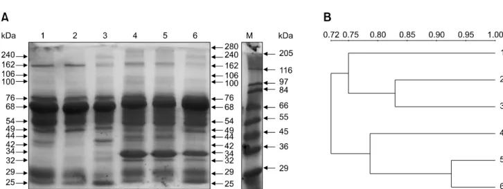 Fig. 1. (A) SDS-PAGE analysis and (B) dendogram analysis (phylophenotic tree created according to the SDS-PAGE profiles) of the representative serum from control, insulin-treated, diabetic dogs and cats