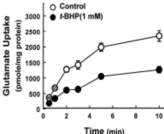 Fig. 1. The  time  course  of  glutamate  uptake  by  synaptosomes  in  the  presence  or  absence  of  1mM  t-BHP
