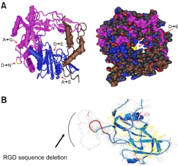 Fig. 3. (A) The predicted three-dimensional space-filling and  worm style structures of the 3D pol  protein of the A/Iran87 isolate.
