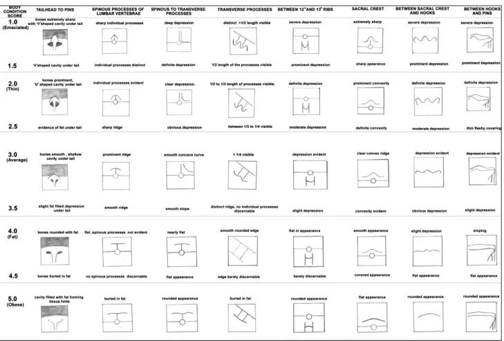 Fig. 1. Body condition scoring chart for Murrah and Graded Murrah buffaloes in a 1 to 5 scale using 0.5 increments.