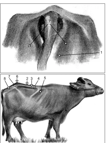 Table 1. Carcass fat thickness of buffaloes at various skeletal  check points