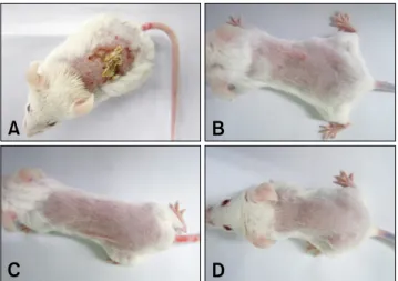 Fig. 1. Macroscopic photograph of atopic dermatitis mouse skin  just after induction by the application of 2,4-dinitrochlorobenzene (DNCB) (A)