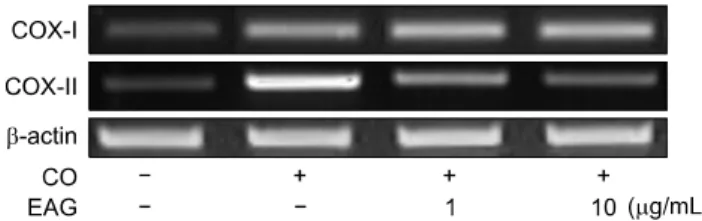Fig. 1. Effects of ethanol extract of Angelica gigas (EAG) (1∼10 μg/mL) on the mRNA expression of cyclooxygenase (COX)-I  and COX-II in RAW 264.7 cells stimulated with interferon-γ (IFN-γ, 10 IU/mL) and croton oil (CO, 20 μg/mL)