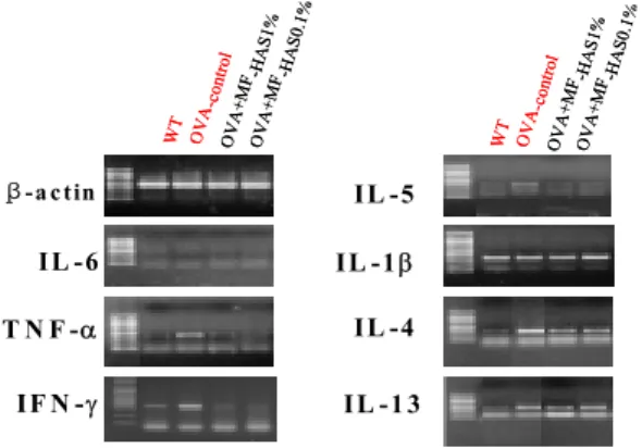 Fig. 19. Effect  of  MF-HAS on IgE + /B220 +  cell num- num-ber in OVA-induced asthmatic mouse lung.
