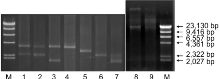 Fig. 1. Plasmids profiles extracted from Flavobacterium  psychrophilum isolates using 0.70% agarose ME-TAE gels