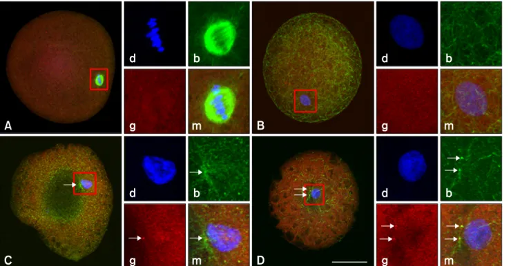 Fig. 1. Pattern of centrosome transition and its localization in bovine somatic cell nuclear transfer (SCNT) embryos