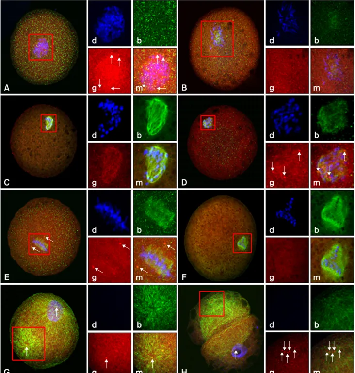 Fig. 4. Abnormal nuclear and microtubule configuration in the first mitotic phase of bovine SCNT embryos