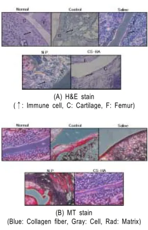 Fig. 11. Effects of CS-HA on immune cell in  knee joint
