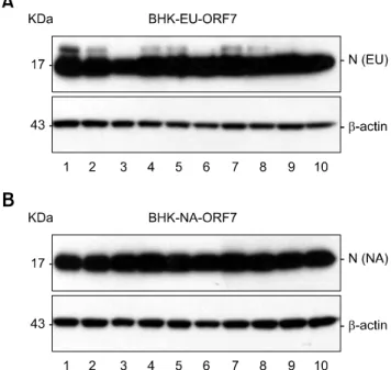 Fig. 1. Constitutive expression of the genotype-specific nucleo- nucleo-capsid (N) protein in BHK-EU-ORF7 (A) and BHK-NA-ORF7  (B) cells