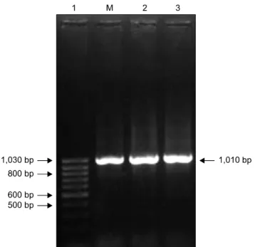 Fig. 3. DNA identity matrix based on pair wise comparison of plpE sequences of different strains of Pasteurella multocida.