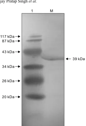 Fig. 6. Immunoblot of purified PlpE probed with hyperimmune  serum against whole cell lysate of P