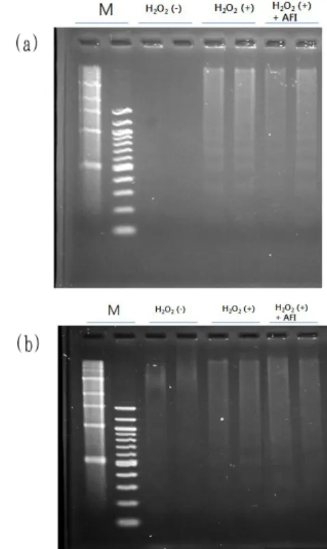 Fig. 4. Effect of AFI pharmacopuncture on DNA Fragmentaion.