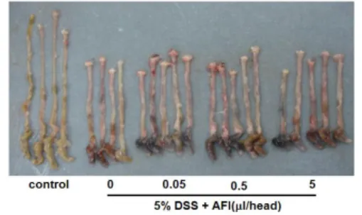 Fig. 8. Effect of AFI pharmacopuncture at CV12 on macroscopic appearance of colon in mice with DSS-induced colitis(at day 10).