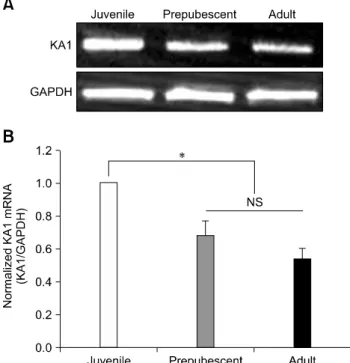 Fig. 1. (A) Expression of the KA1 subunit mRNA in the  substantia gelatinosa (SG) of the trigeminal subnucleus caudalis (Vc)
