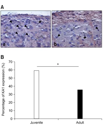 Fig. 3. The KA1 subunit was expressed differently in juvenile and adult mice. (A) Immunoreactivities for the KA1 subunit containing kainate receptors were observed in the SG of the Vc in juvenile (Aa) and adult (Ab) mice