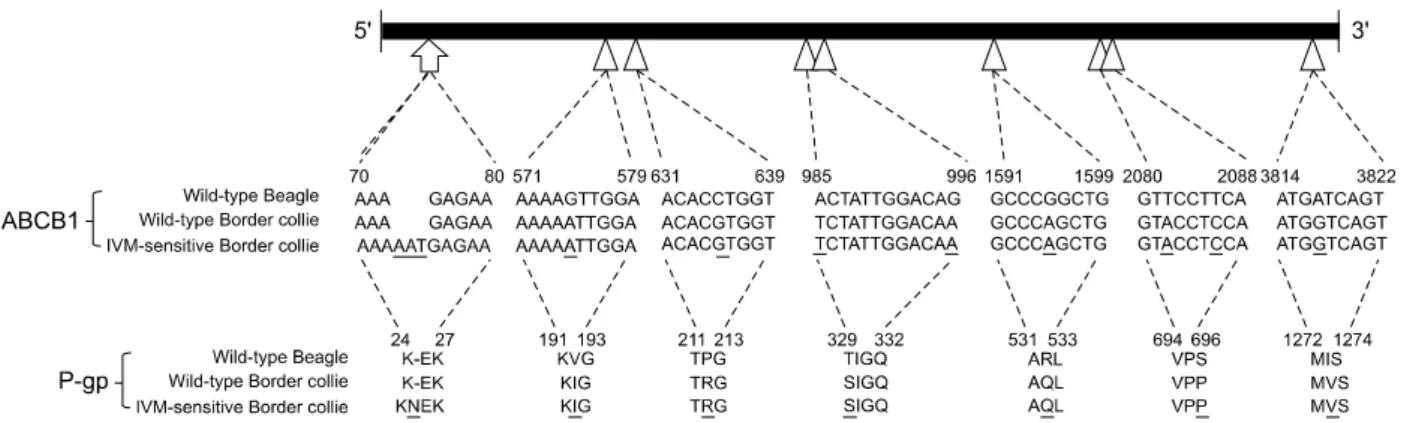 Fig. 2. Diagram showing the location of mutations in the coding sequence of the ABCB1 gene and P-glycoprotein (P-gp)