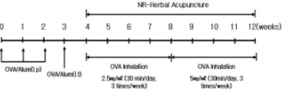 Fig. 1. OVA-induced asthma mouse model2) 藥材實驗에 사용된 羌活(notopterygii radix;NR)은 大田大學校 附屬韓方病院에서 購入한 것을 精選하여 使用하였다.4) 藥鍼液의 製造분쇄기를  이용하여 羌活 55g을  분쇄하여  粉末로  만들어, 원형삼각플라스크에  넣고, 蒸溜水500 ㎖를  加하여  3시간  동안  shaking waterbath에서  流出한  후, 流出液을  濾過하였다