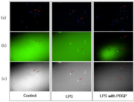Fig. 4. Microscopic observations and effects of PDGP on ROS generation.