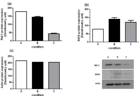 Fig. 5. Eeffects of PDGP on Ref-1 and iNOS expression in LPS-stimulated RAW 264.7.