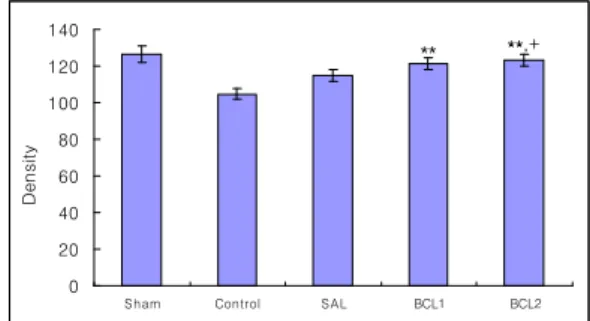Fig. 6 The values of density of acetylcholine esterase(AchE) stainted nuclei in the hippocampal CA1 are shown