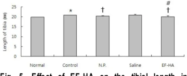 Fig. 6. Effect of EF-HA on tibial BMD in ovariectomized mice.