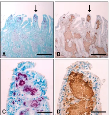 Fig. 2. Histochemical detection of acid-fast bacteria and  immunohistochemical localization of galectin-3 in serial  sections of small intestines infected with Johne’s disease