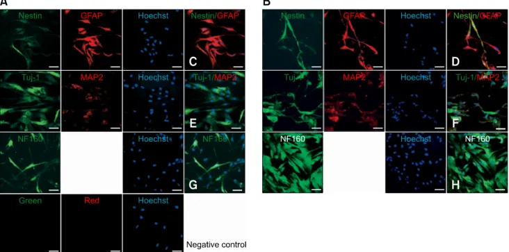 Table 1. Fluorescence-activated cell sorter analysis of canine  UCB-mesenchymal stem cells
