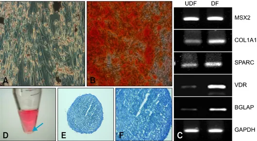 Fig. 3. Osteogenic and chondrogenic differentiation of cUCB-MSCs. A-C: Osteogenic differentiation