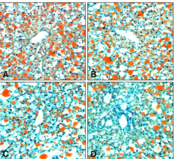 Fig. 5. Expression of PPAR-γ in the liver of C57BL/6J ob/ob mice. All samples in gels were equally loaded with 50 μg of total protein and GAPDH was used as an internal control for equal  protein loading