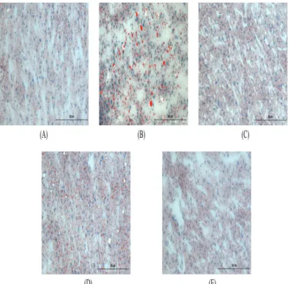 Fig. 18.  The  histological analysis  of the  liver tissues after treatment of  high fat  diet  fed mice (Oil  red-O staining,  ✕200)