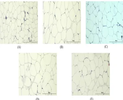 Fig.  19.  The  histological  analysis  of  the  visceral  fat  tissues  after  treatment  of  high  fat  diet  fed  mice  (H&amp;E  staining,  ✕200)