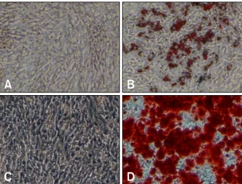 Fig. 1. Adipogenic and osteogenic differentiation of canine  adipose-derived stem cells (ASCs)