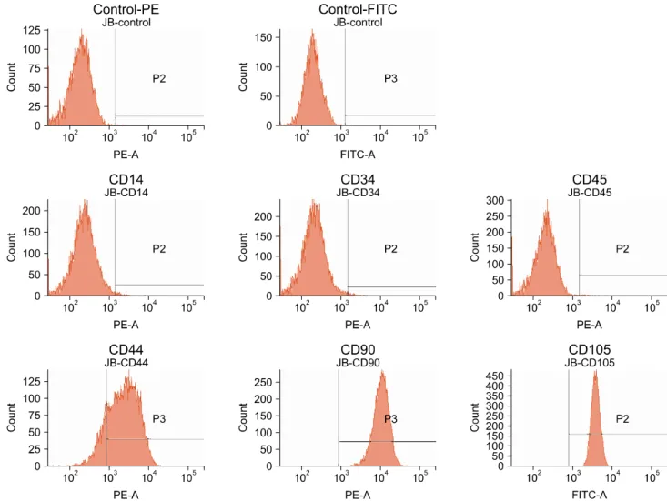 Fig. 3. Flow cytometric analysis of surface-marker expression on ASC. The seventh passage of ASCs expressed CD44, CD90 and  CD105, and were negative for CD14, CD34, CD45