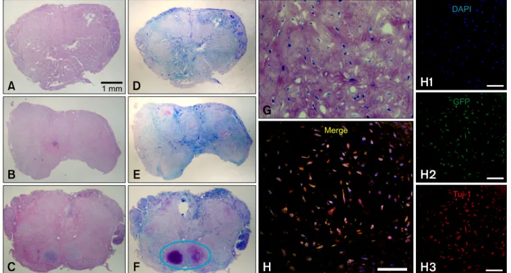 Fig. 7. Histopathological findings 9 weeks after spinal cord injury. A and D: group C; B and E : group V; C, F-H: group ASC