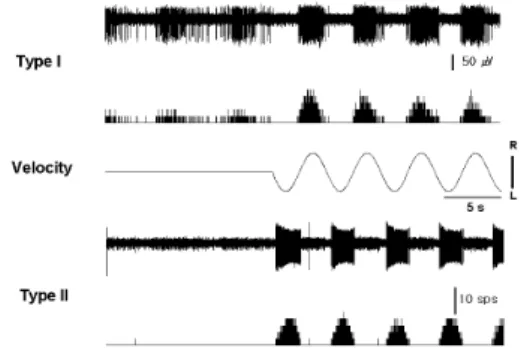 Fig. 1. Typical pattern of neuronal activity in type I and II neurons of right MVN induced by sinusoidal rotation of the whole body at 0.2Hz