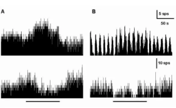 Fig. 5. Representative recordings showing excitatory (upper panel) and inhibitory (lower panel) responses of spontaneous discharges in ipsilateral (A) and contralateral (B) type II neurons of MVN following ES to left GB 43 