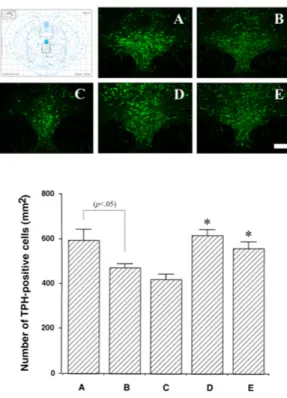 Fig.  3.  Effects  of  acupuncture  on  the  number  of  tryptophan hydroxylase  (TPH)-positive  cells  in  the  dorsal  raphe