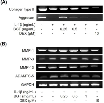 Fig. 9. The effect of Bogol-tang extract (BGT) on phosphorylation  of  microtubule-associated  protein  kinase  (MAPKs)  activation  in  interleukin  (IL)-1β-treated  rat  primary  cultured  chondrocytes