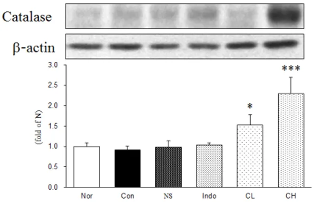 Fig.  8.  Western  blot  analysis  of  Catalase  expression  levels  in  the  monosodium  iodoacetate  (MIA)-induced  osteoarthritis  rats