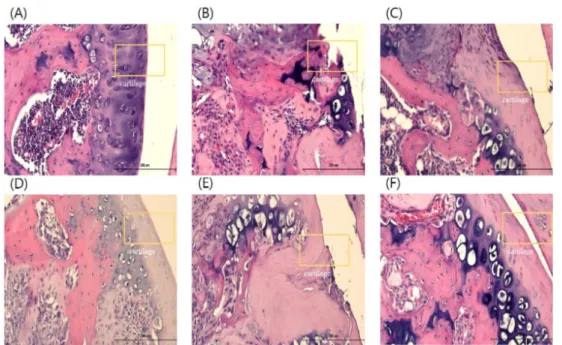 Fig.  19.  The  histological  analysis  of  the  knee  joint  tissues  after  treatment  of  CL  and  CH  in  monosodium  iodoacetate  (MIA)-induced  osteoarthritis rats (Safranin-O staining, ×200)
