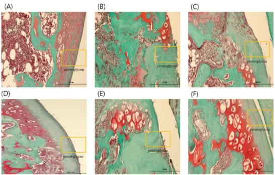 Fig.  20.  The  histological  analysis  of  the  knee  joint  tissues  after  treatment  of  CL  and  CH  in  monosodium  iodoacetate  (MIA)-induced  osteoarthritis  rats  (Masson's  trichrome  staining,  ×200)