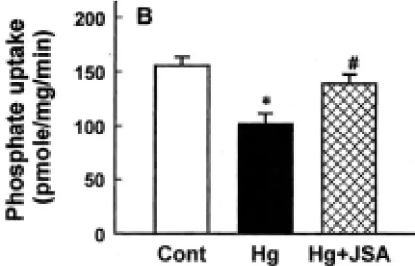 Fig. 6. Changes  in  uptakes  of  phosphate  by  brush-  border  membrane  vesicles  (BBMV)  24  hr  following  administration  of  mercury   chlor-ide  in  rabbits  with  or  without  Juglandis  Semen  herbal  acupuncture  (JSA) Nephrotoxicity  was  induc