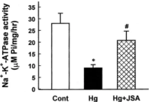 Fig. 8. Changes  in  uptakes  of  PAH  by  renal  cortical  slices  24  hr  following  administration  of  mercury  chloride  in  rabbits  with  or  without  Juglandis  Semen  herbal  acupuncture  (JSA).
