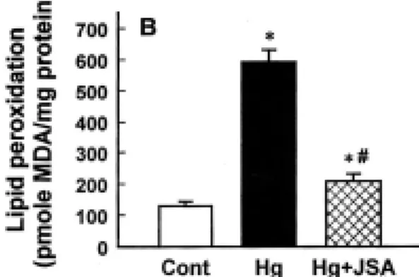 Fig. 10. Changes  in  LDH  release  in  renal  cortical  slices  exposed  to  Hg  in  vitro