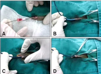 Fig. 3. The procedure for mechanical heartworm removal (conti- (conti-nued). (A) After the sheath was inserted into the right cardiac  chamber or pulmonary artery, the removal device was inserted  into the sheath