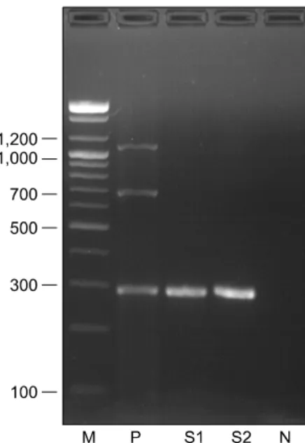 Fig. 1.  Multiplex RT-PCR/PCR amplication of FHV-1, C. felis and FCV from the specimens (S1 and S2) collected from two  cats
