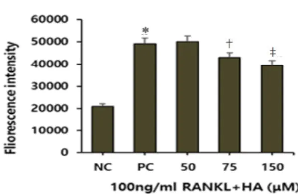 Fig. 21. Effect of homoarbutin (HA) on osteoclast-induced bone resorption. Negative control (NC): vehicle